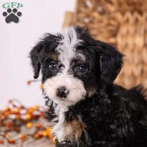 Hercules, Mini Bernedoodle Puppy
